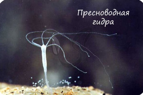 Новый сайт крамп kraken ssylka onion